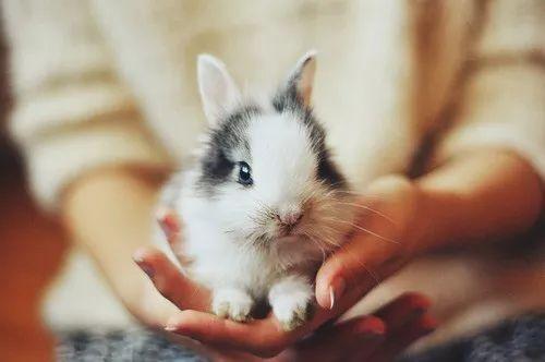 娱乐吃瓜酱狗帮猫,吃瓜酱狗帮猫的趣味故事