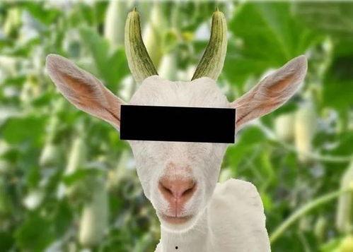 娱乐圈吃瓜羊了个羊,揭秘明星们的“羊群效应”