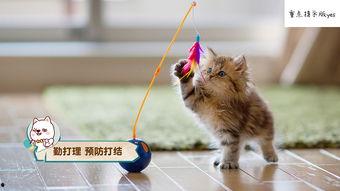 娱乐吃瓜猫咪视频大全,猫咪吃瓜视频大盘点