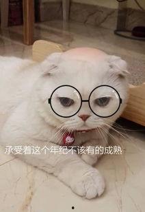 娱乐吃瓜君说刘二豆没了,娱乐吃瓜君揭秘背后真相